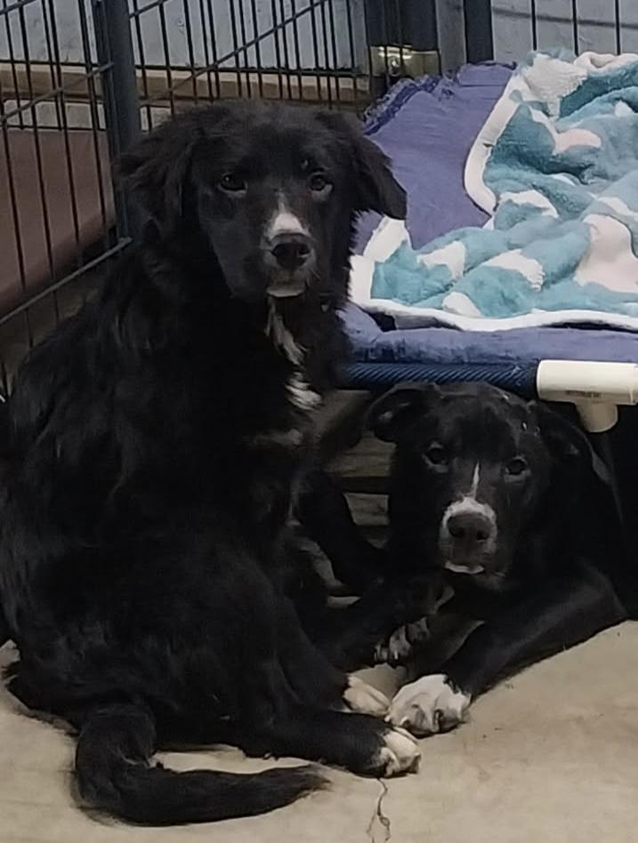 Enlarge Cindy PULLED BY RESCUE, an adopted mixed breed in Canton, OH image 3/4