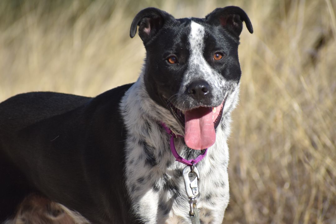 Oakley, Adoptable, Adult Male Australian Cattle Dog / Blue Heeler & Border Collie.