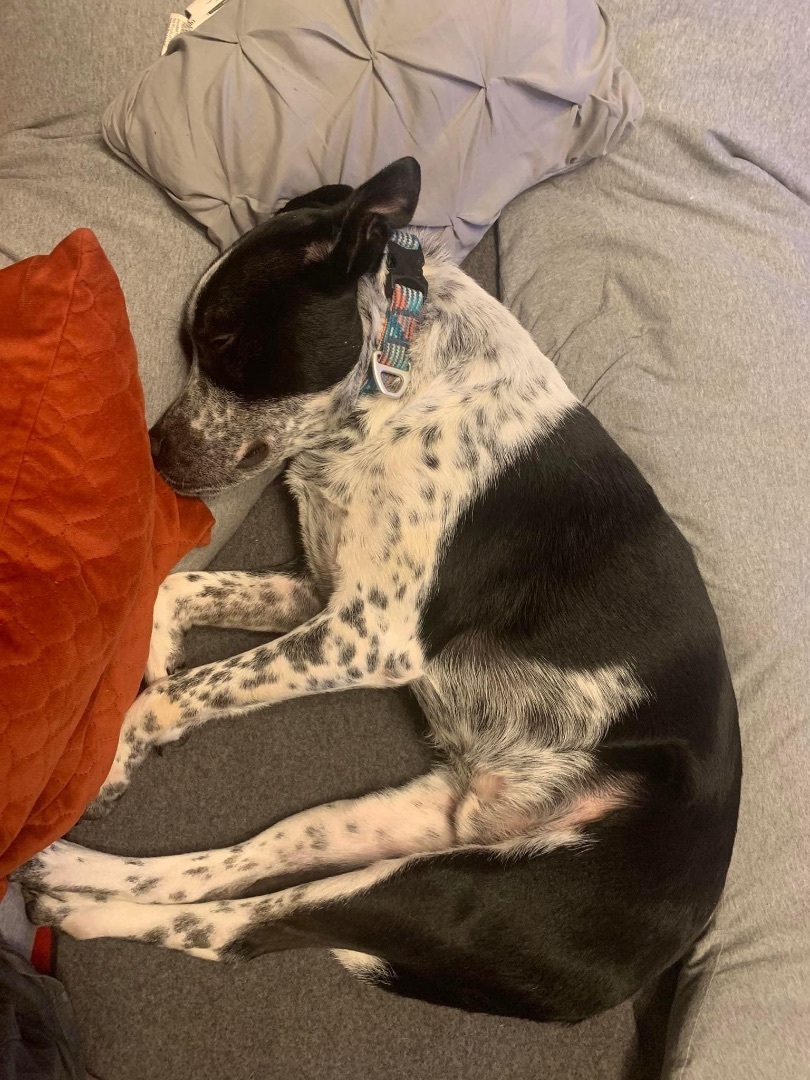 Enlarge Oakley, a Adoptable mixed breed in Georgetown, TX image 2/12