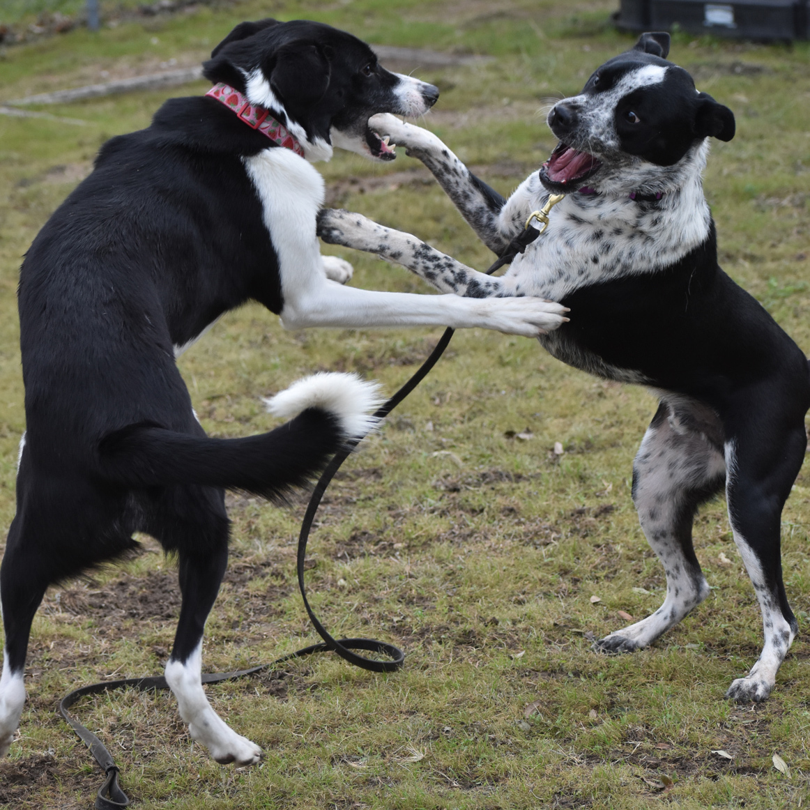 Enlarge Oakley, a Adoptable mixed breed in Georgetown, TX image 3/12