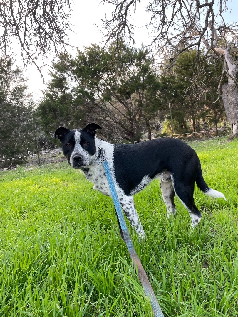 Enlarge Oakley, a Adoptable mixed breed in Georgetown, TX image 4/12