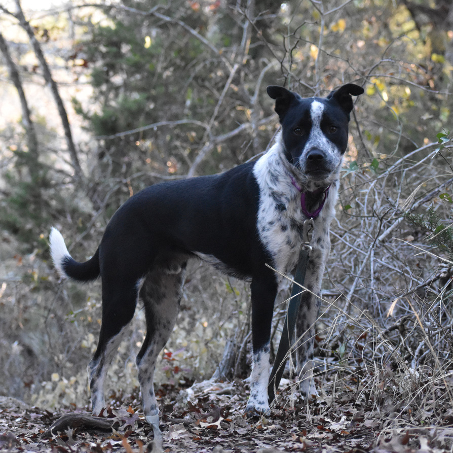 Enlarge Oakley, a Adoptable mixed breed in Georgetown, TX image 5/12