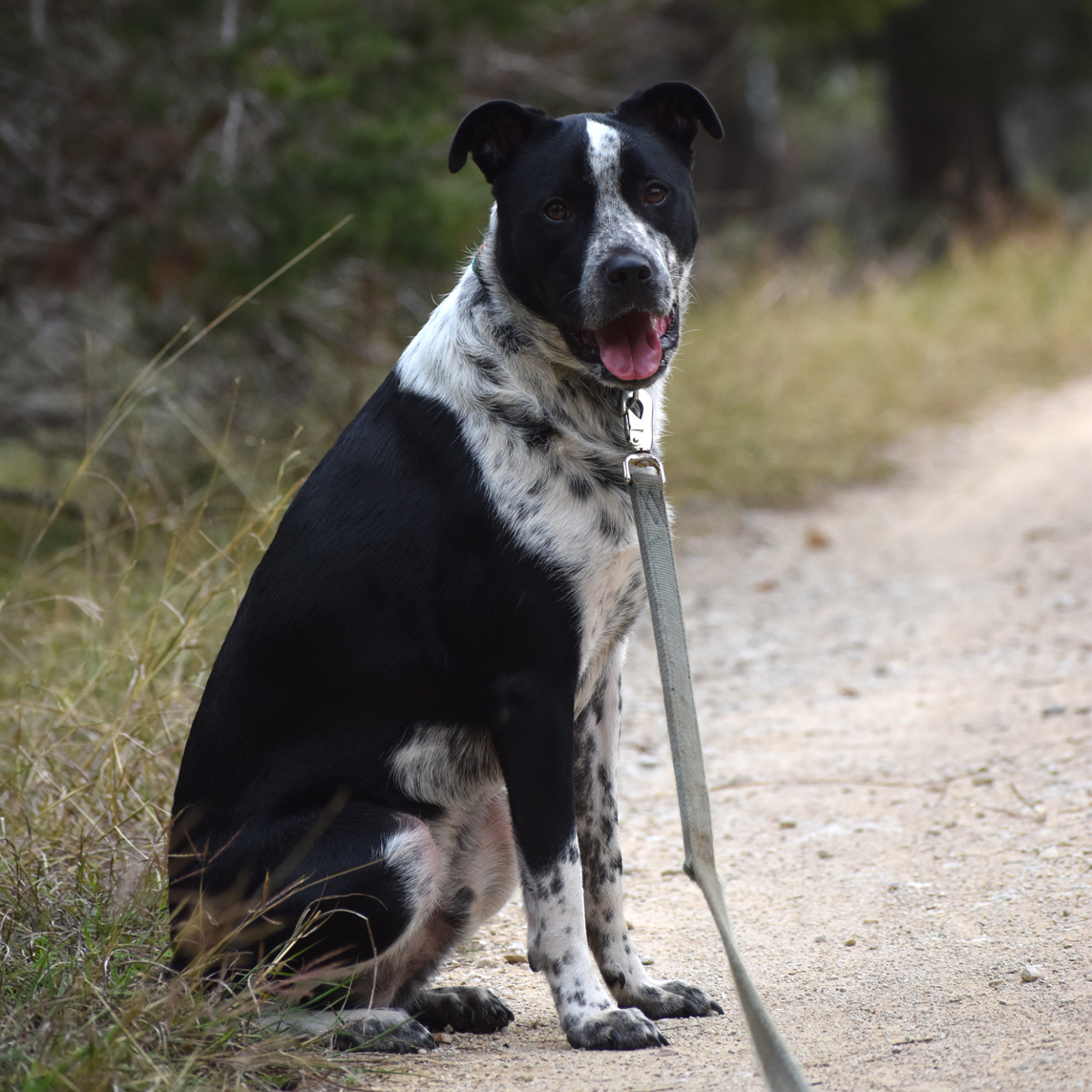 Enlarge Oakley, a Adoptable mixed breed in Georgetown, TX image 6/12