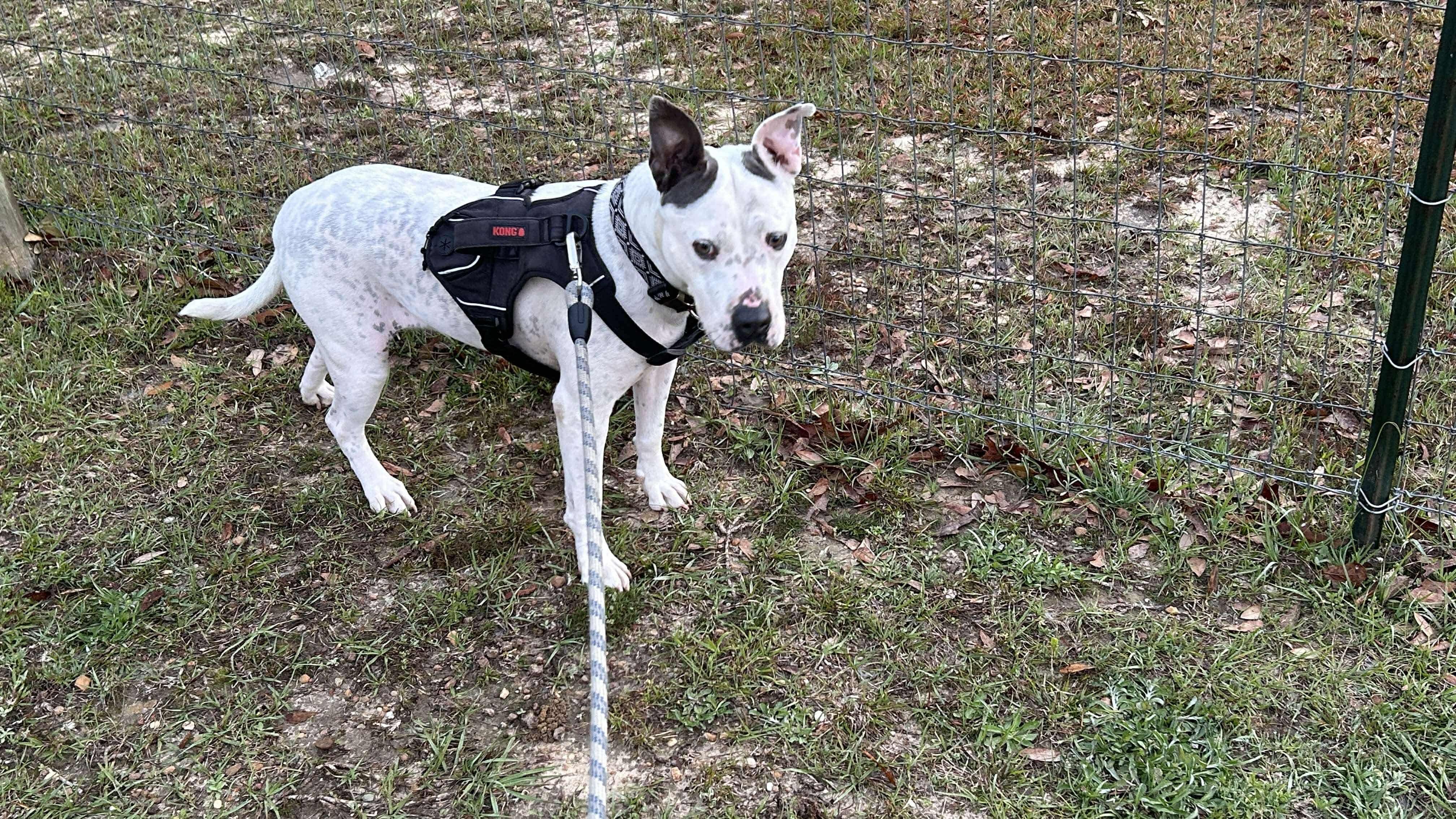Snow, Adoptable, Adult Male Dogo Argentino & Labrador Retriever.