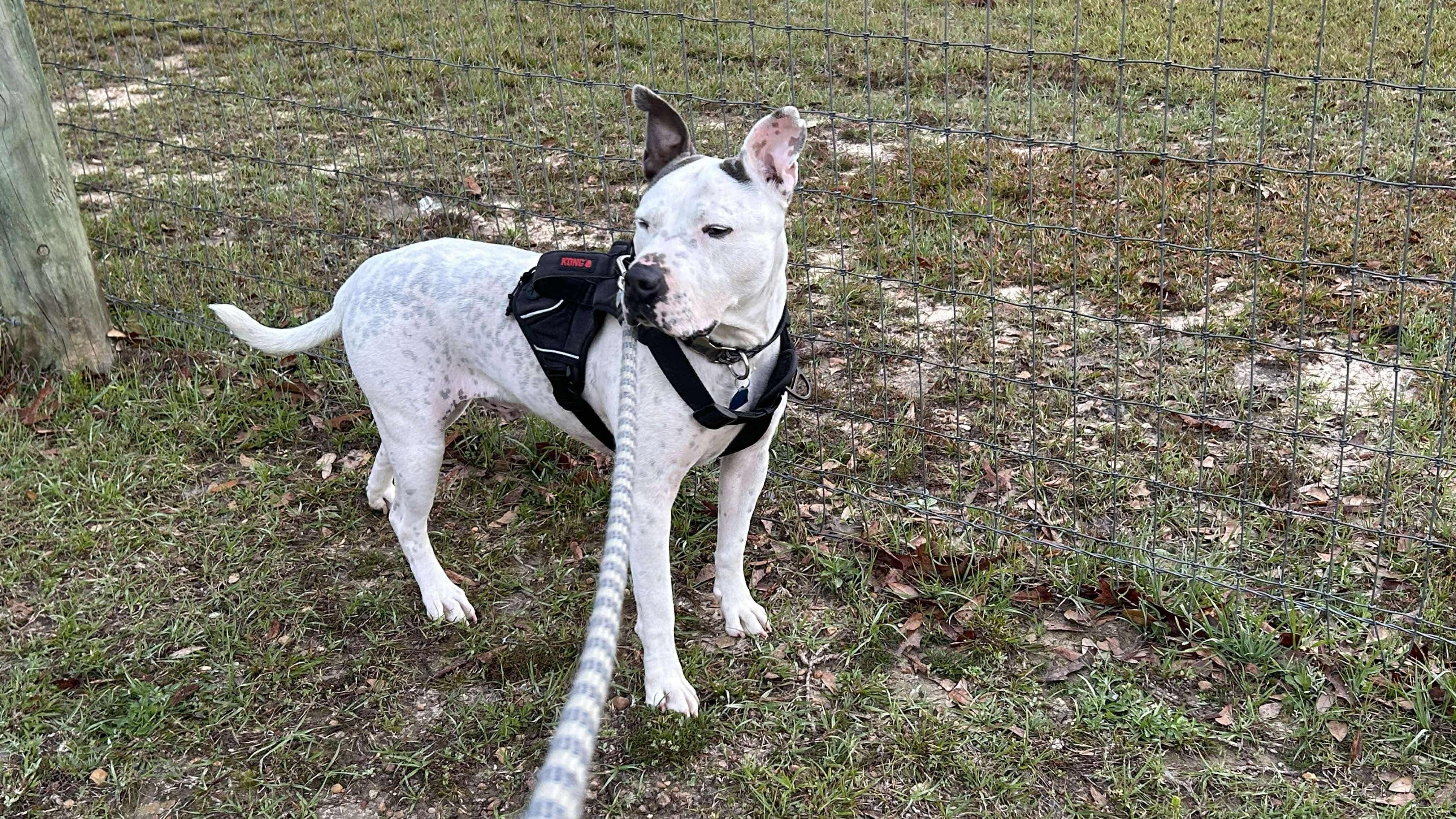 Snow, a Adoptable mixed breed in Saucier, MS image 2/3