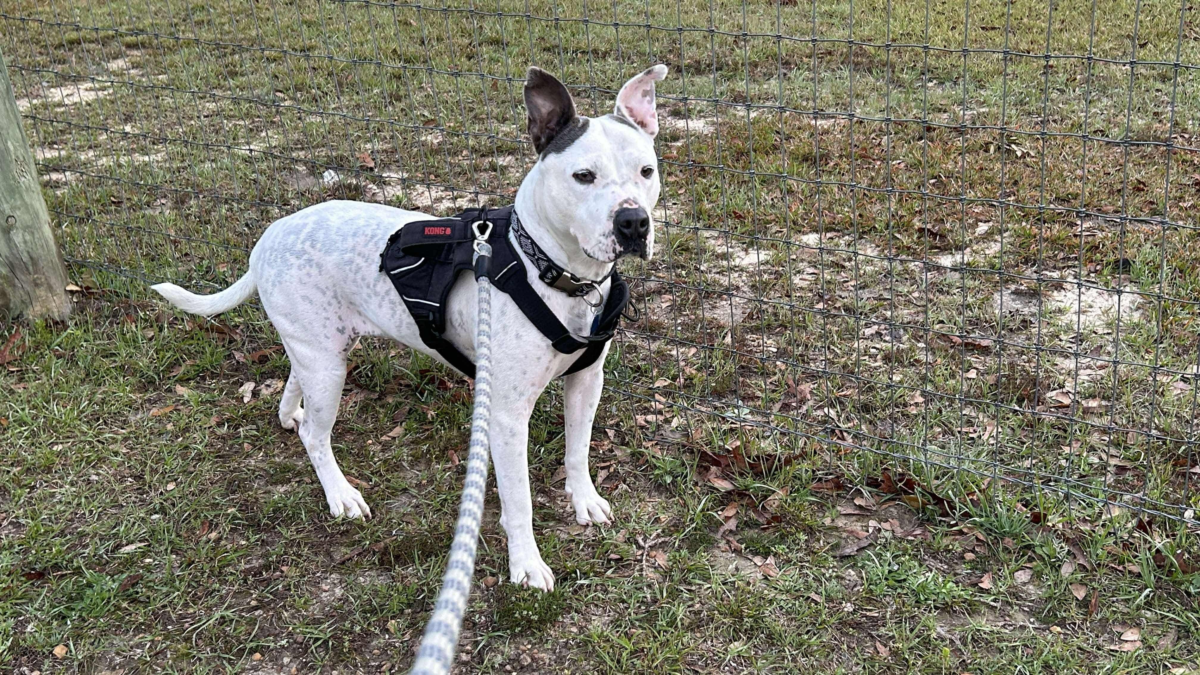 Snow, a Adoptable mixed breed in Saucier, MS image 3/3