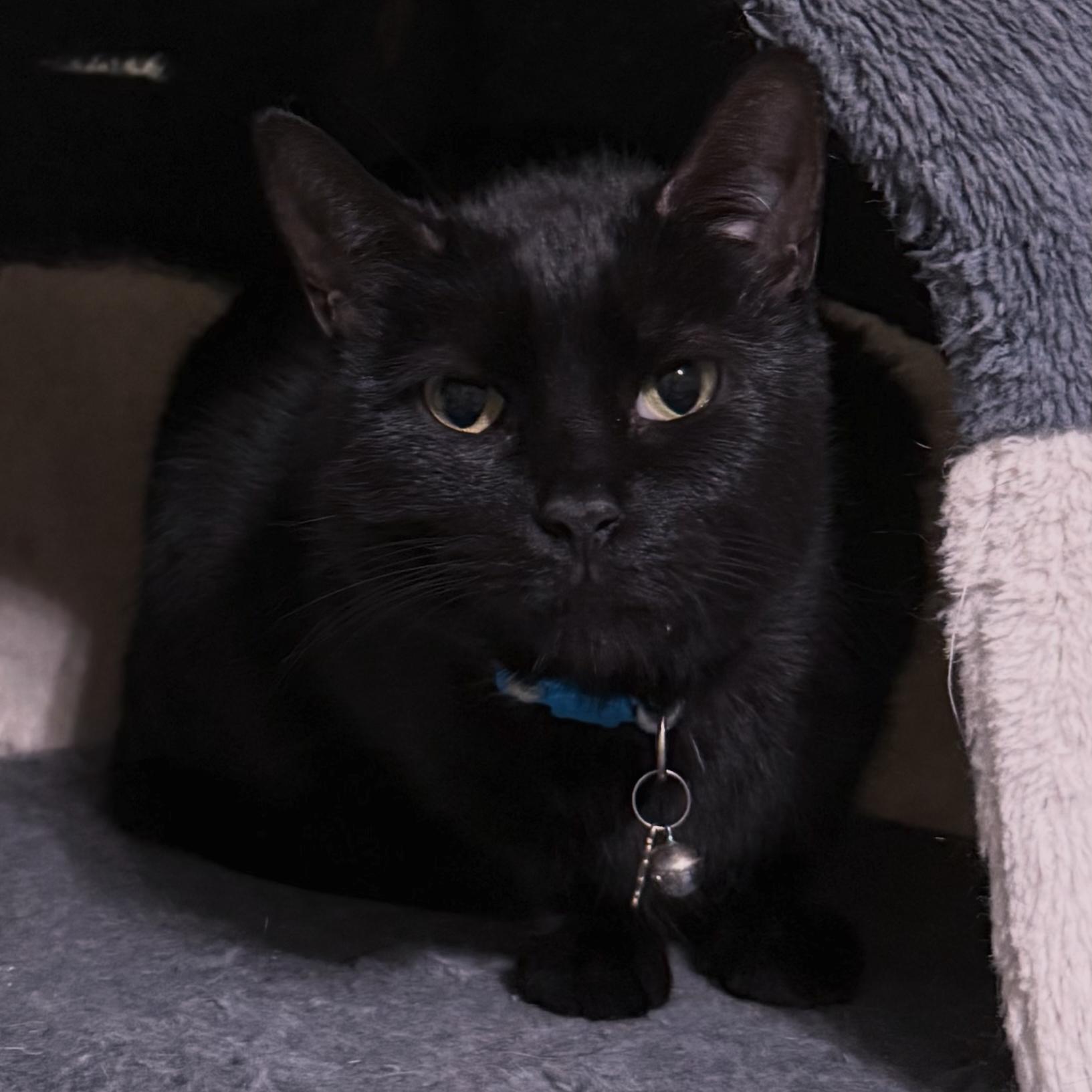 Enlarge The Guide, a ADOPTABLE Domestic Short Hair in Berkeley Springs, WV image 2/5