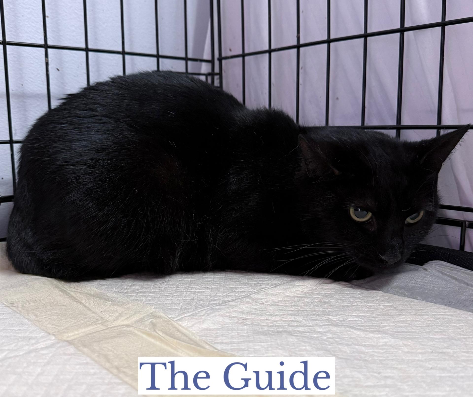 Enlarge The Guide, a ADOPTABLE Domestic Short Hair in Berkeley Springs, WV image 4/5