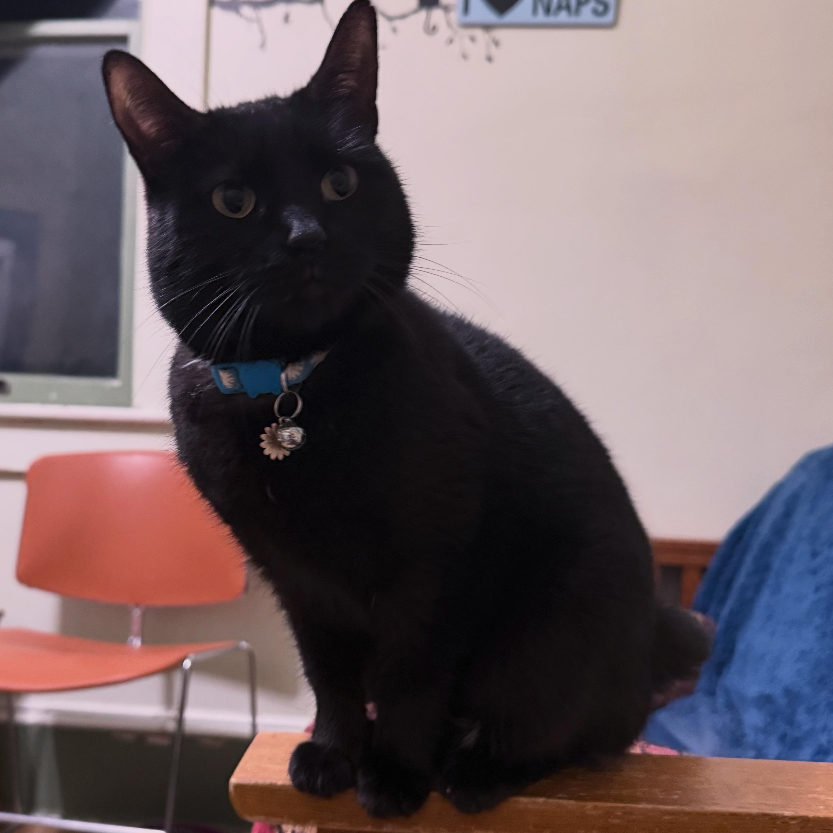 The Guide, ADOPTABLE, Adult Female Domestic Short Hair.