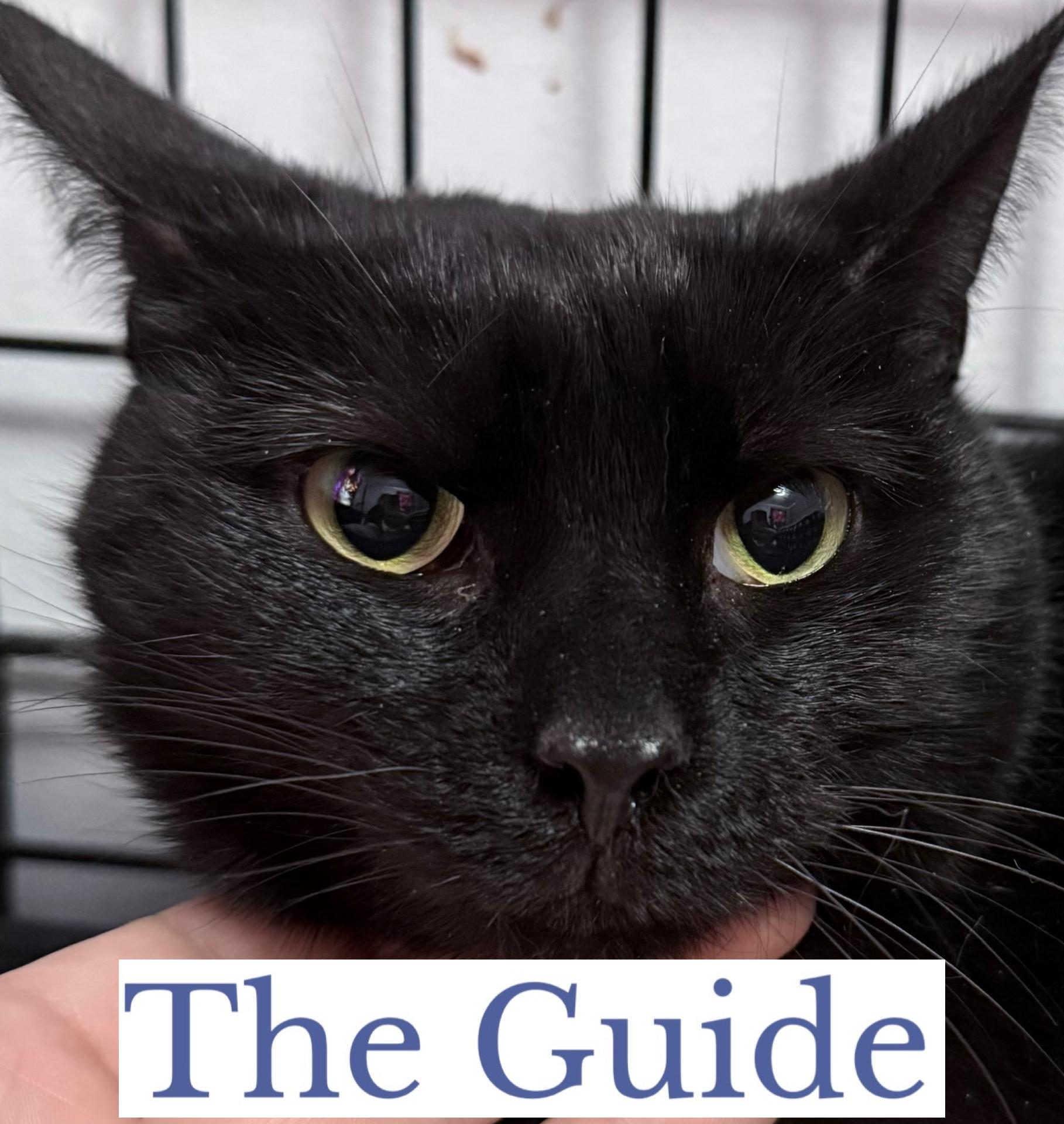 Enlarge The Guide, a ADOPTABLE Domestic Short Hair in Berkeley Springs, WV image 5/5