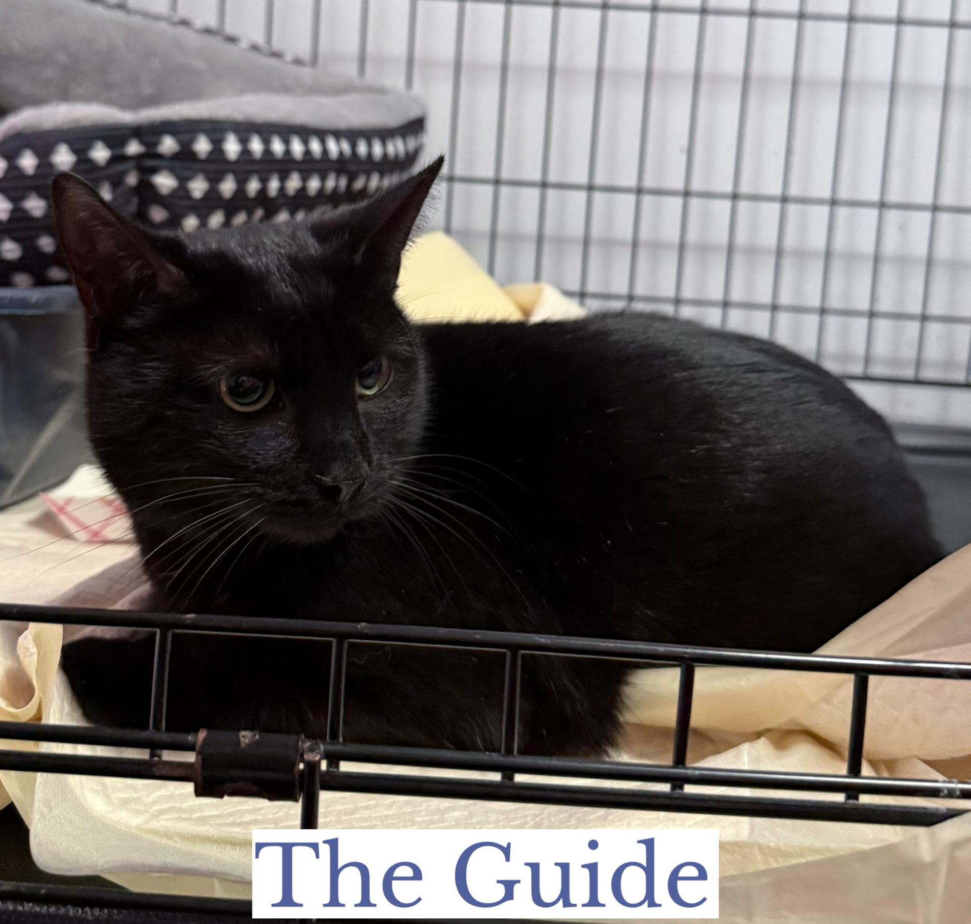 Enlarge The Guide, a ADOPTABLE Domestic Short Hair in Berkeley Springs, WV image 3/5