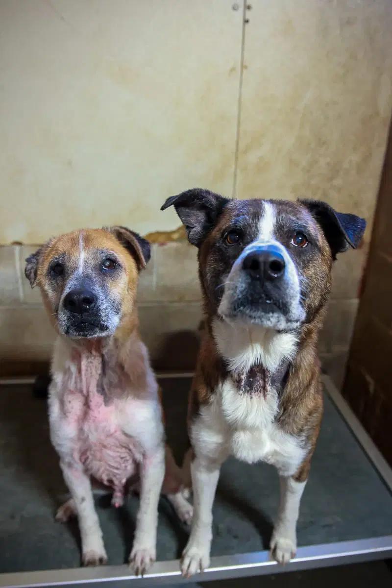 Enlarge Fred, a ADOPTABLE mixed breed in Loogootee, IN image 3/3