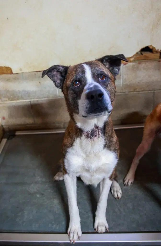 Enlarge Fred, a ADOPTABLE mixed breed in Loogootee, IN image 1/3