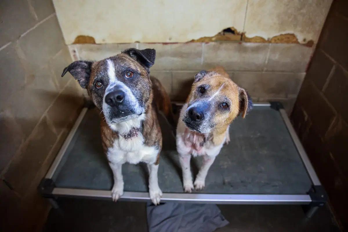 Enlarge Fred, a ADOPTABLE mixed breed in Loogootee, IN image 2/3