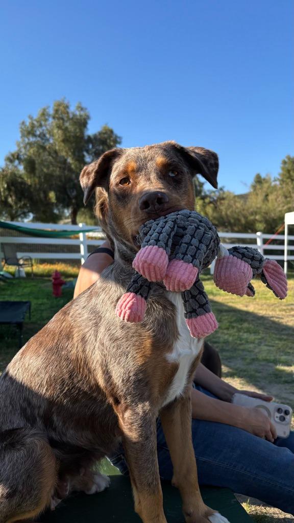 Ava (Courtesy Post), Adoptable, Adult Female Australian Shepherd & Border Collie.