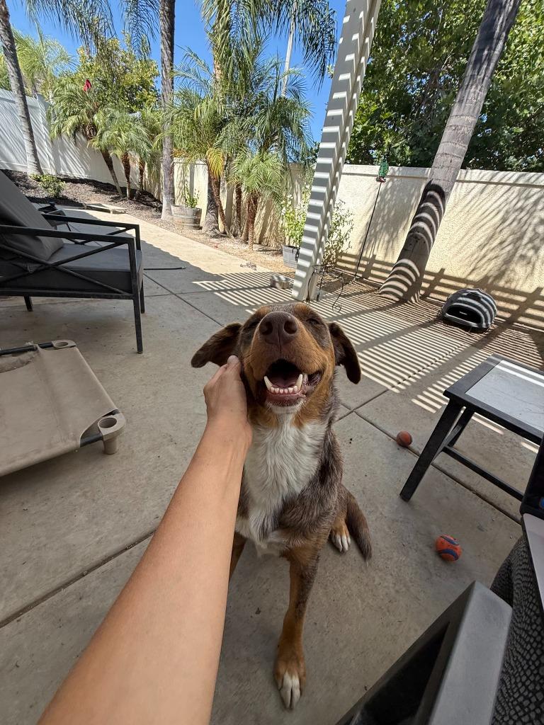 Enlarge Ava (Courtesy Post), a Adoptable mixed breed in Lake Forest, CA image 2/6