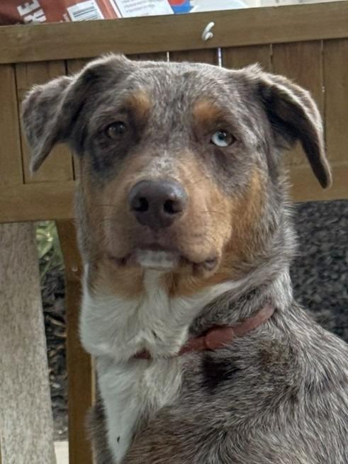 Enlarge Ava (Courtesy Post), a Adoptable mixed breed in Lake Forest, CA image 4/6