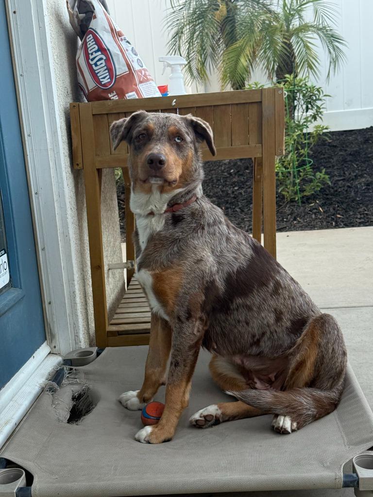 Enlarge Ava (Courtesy Post), a Adoptable mixed breed in Lake Forest, CA image 5/6