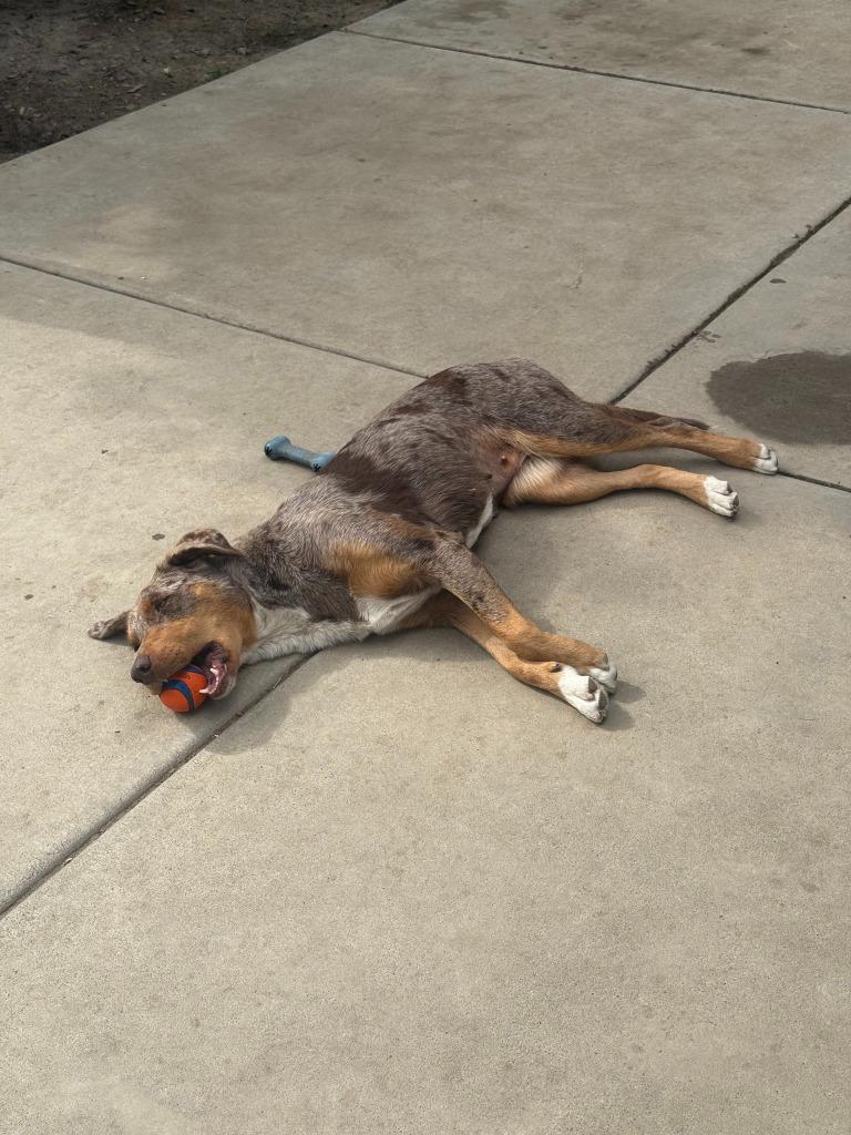Enlarge Ava (Courtesy Post), a Adoptable mixed breed in Lake Forest, CA image 6/6