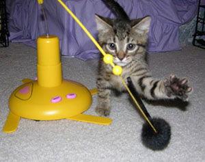 Star, Adopted, Kitten Male Domestic Short Hair & Tabby.