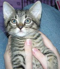 Star, a Adopted mixed breed in Garland, TX image 3/3