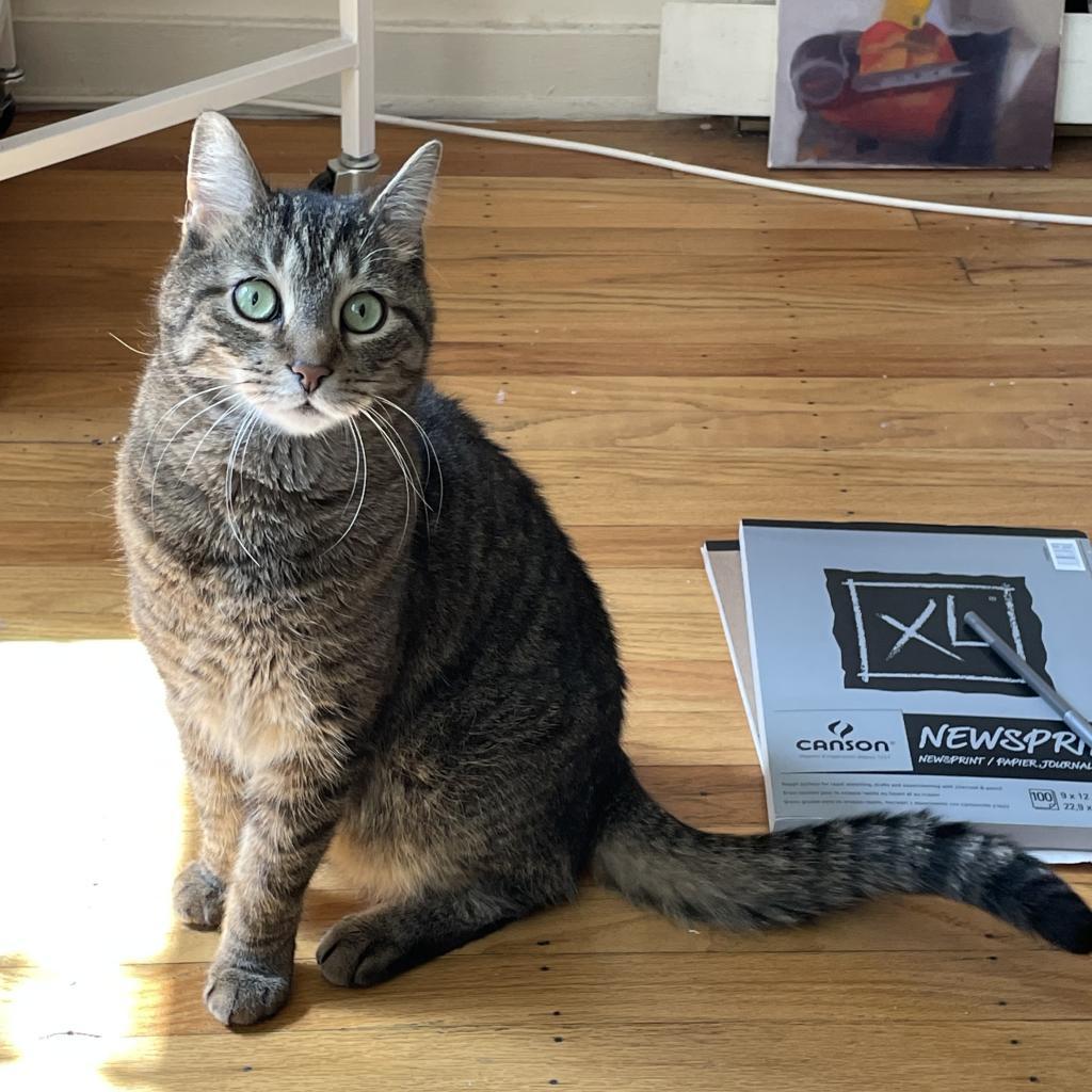 Eddard, Adoptable, Adult Male Domestic Short Hair.