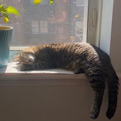 Enlarge Eddard, a Adoptable Domestic Short Hair in Philadelphia, PA image 2/6