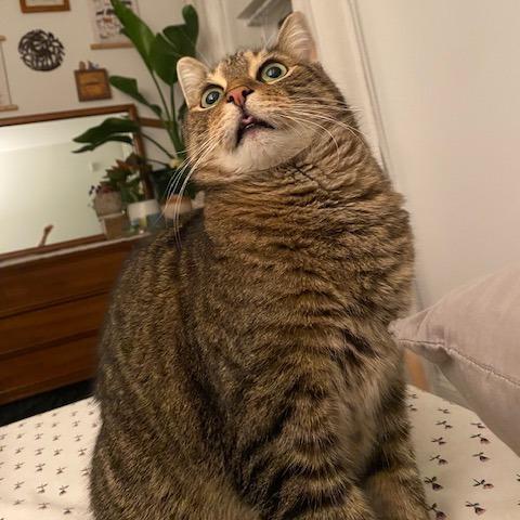 Enlarge Eddard, a Adoptable Domestic Short Hair in Philadelphia, PA image 3/6