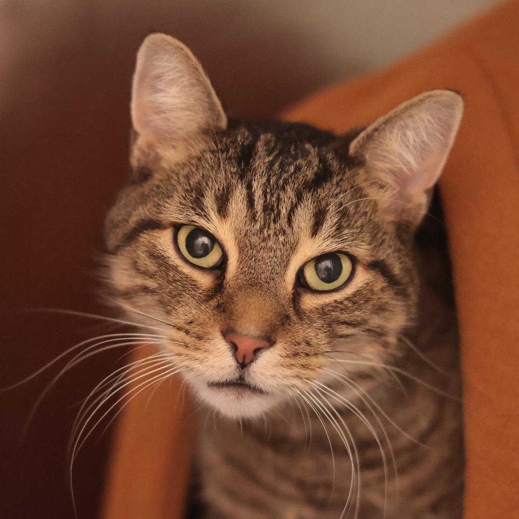 Enlarge Eddard, a Adoptable Domestic Short Hair in Philadelphia, PA image 4/6