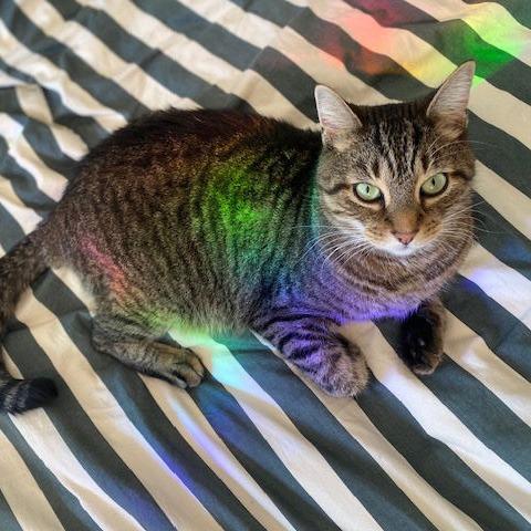 Enlarge Eddard, a Adoptable Domestic Short Hair in Philadelphia, PA image 5/6