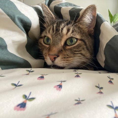 Enlarge Eddard, a Adoptable Domestic Short Hair in Philadelphia, PA image 6/6