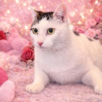 Simba — thumbnail 2