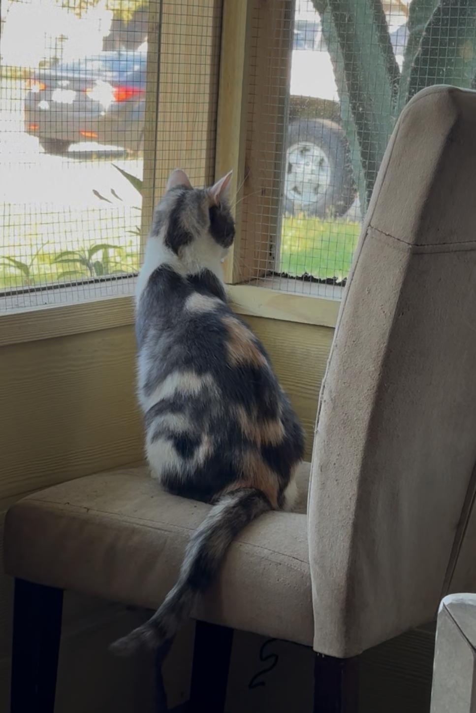 Enlarge Cheyenne, a Adoptable Calico in Kissimmee, FL image 4/6