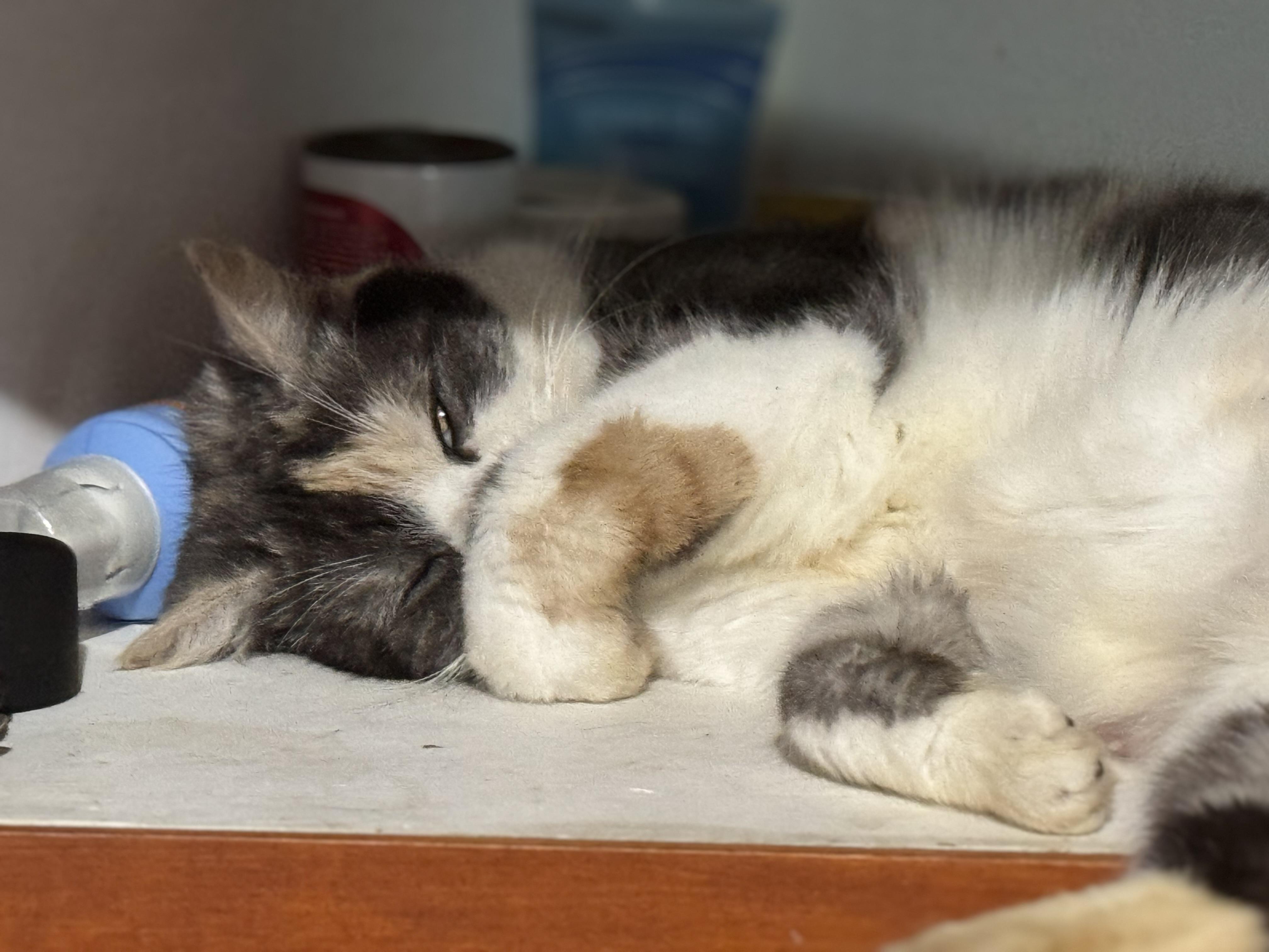 Enlarge Cheyenne, a Adoptable Calico in Kissimmee, FL image 3/6