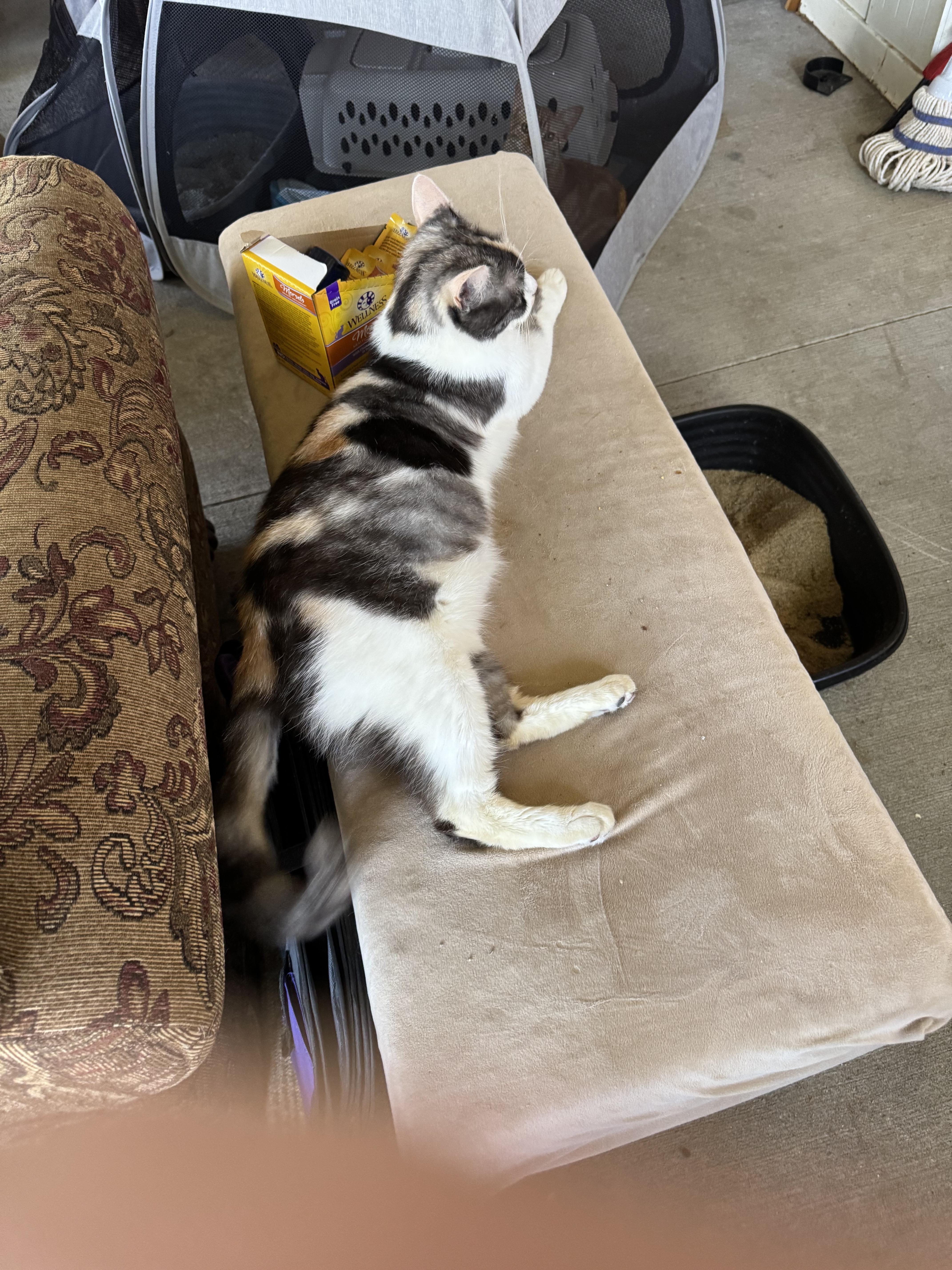 Enlarge Cheyenne, a Adoptable Calico in Kissimmee, FL image 5/6