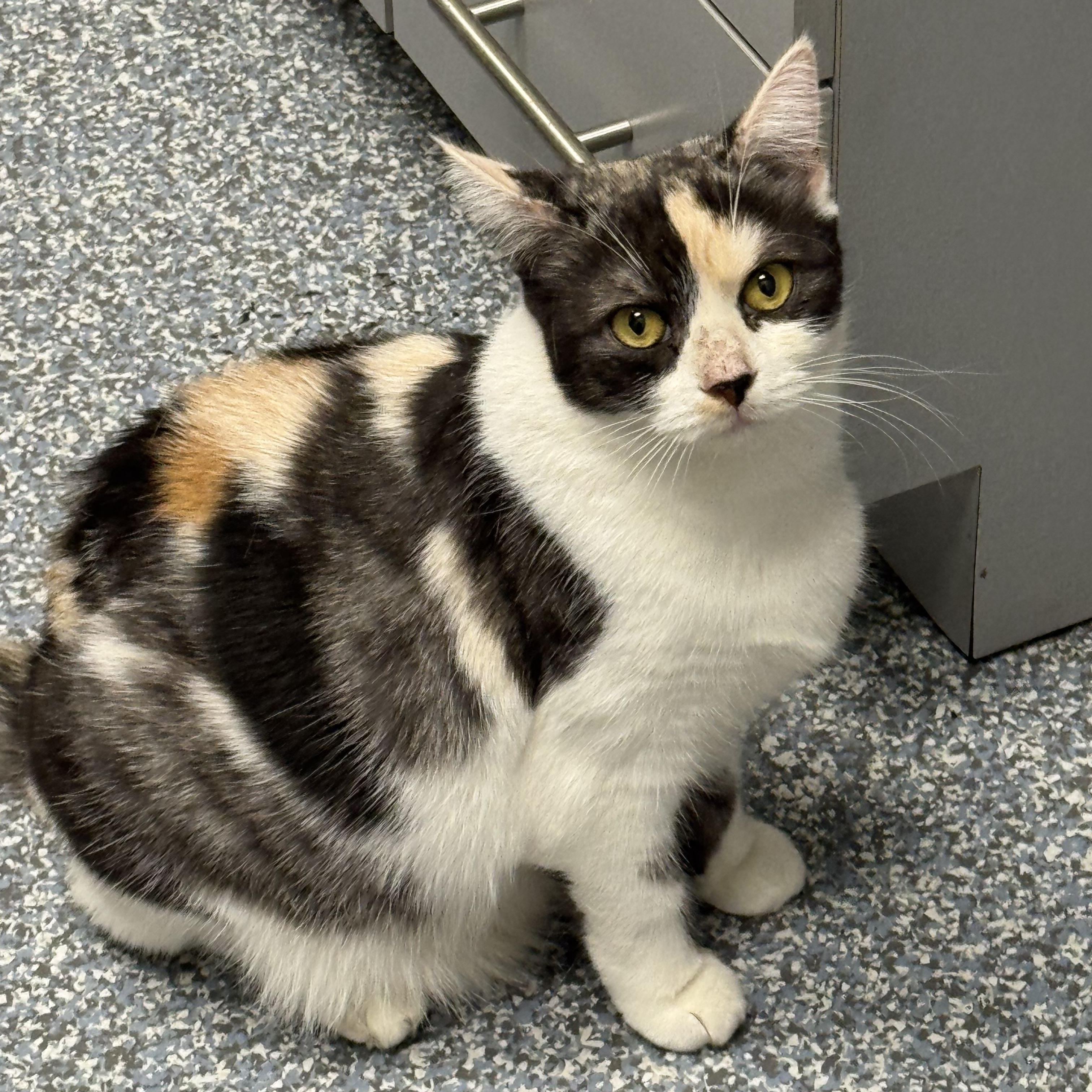 Cheyenne, Adoptable, Adult Female Calico.