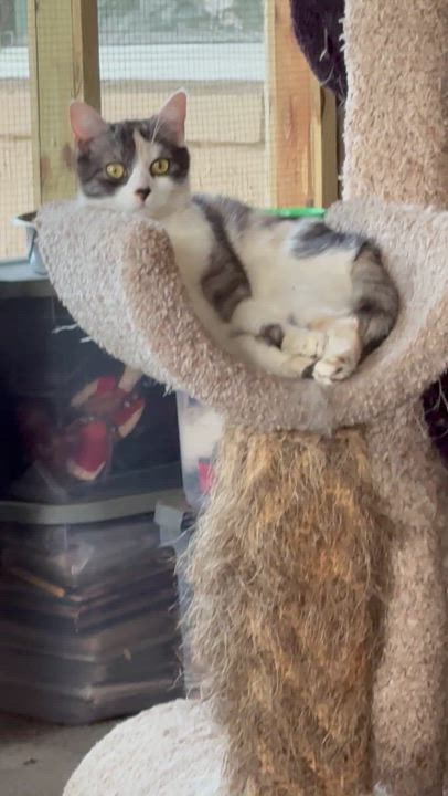 Enlarge Cheyenne, a Adoptable Calico in Kissimmee, FL video 6/6