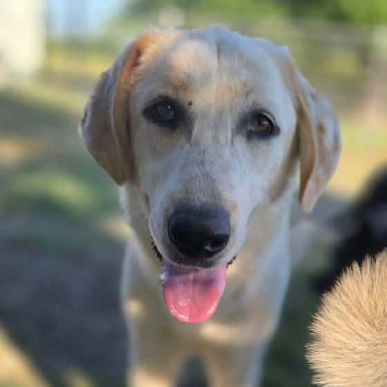 Enlarge Toffee $450, a Adoptable Great Pyrenees in Delafield, WI image 1/6