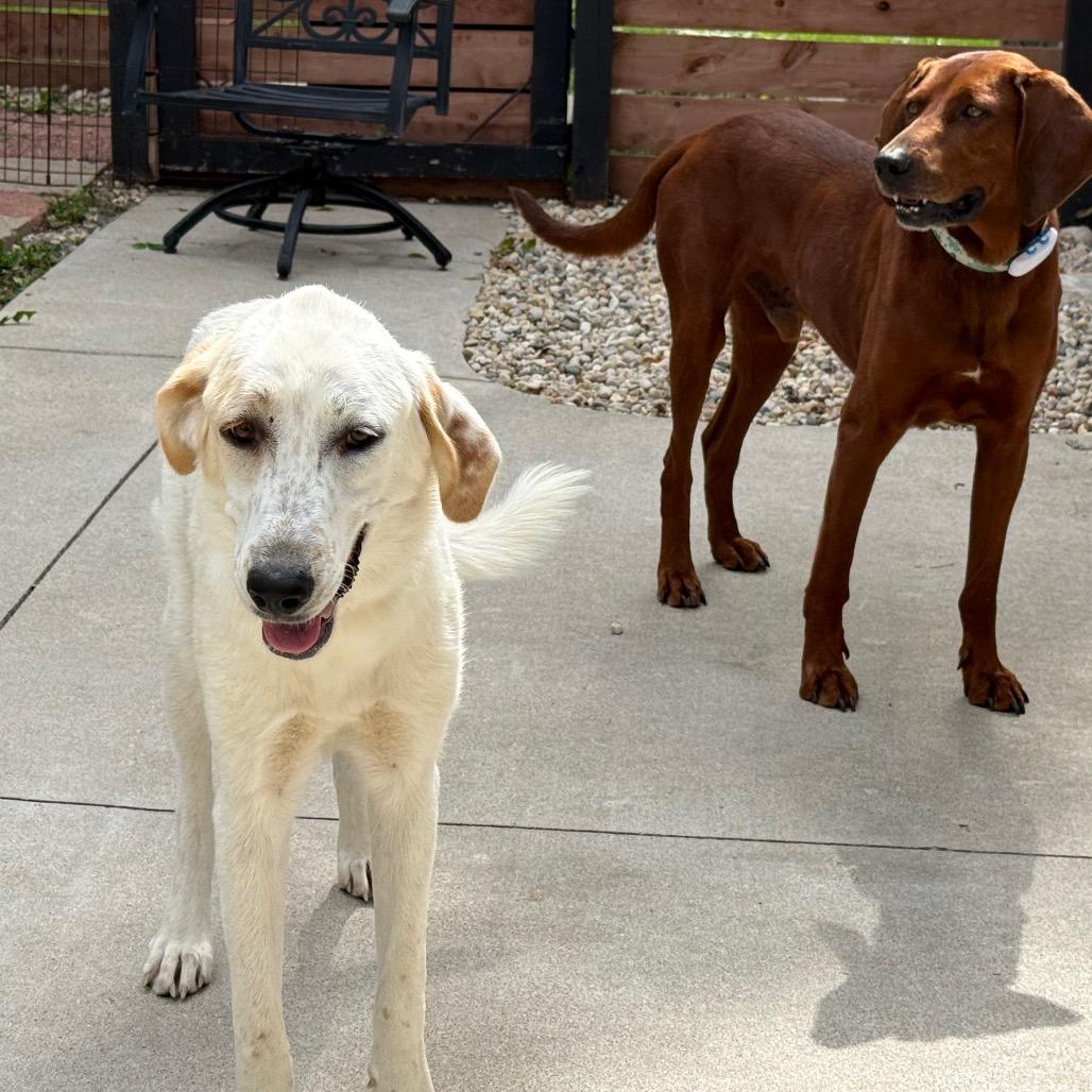 Enlarge Toffee $450, a Adoptable Great Pyrenees in Delafield, WI image 3/6