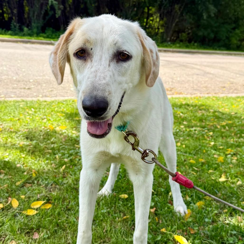 Enlarge Toffee $450, a Adoptable Great Pyrenees in Delafield, WI image 4/6