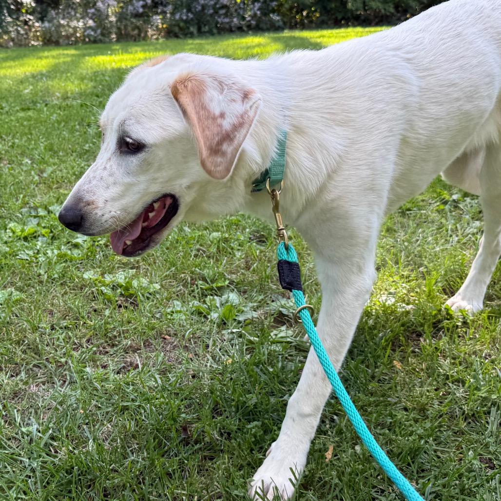 Enlarge Toffee $450, a Adoptable Great Pyrenees in Delafield, WI image 5/6