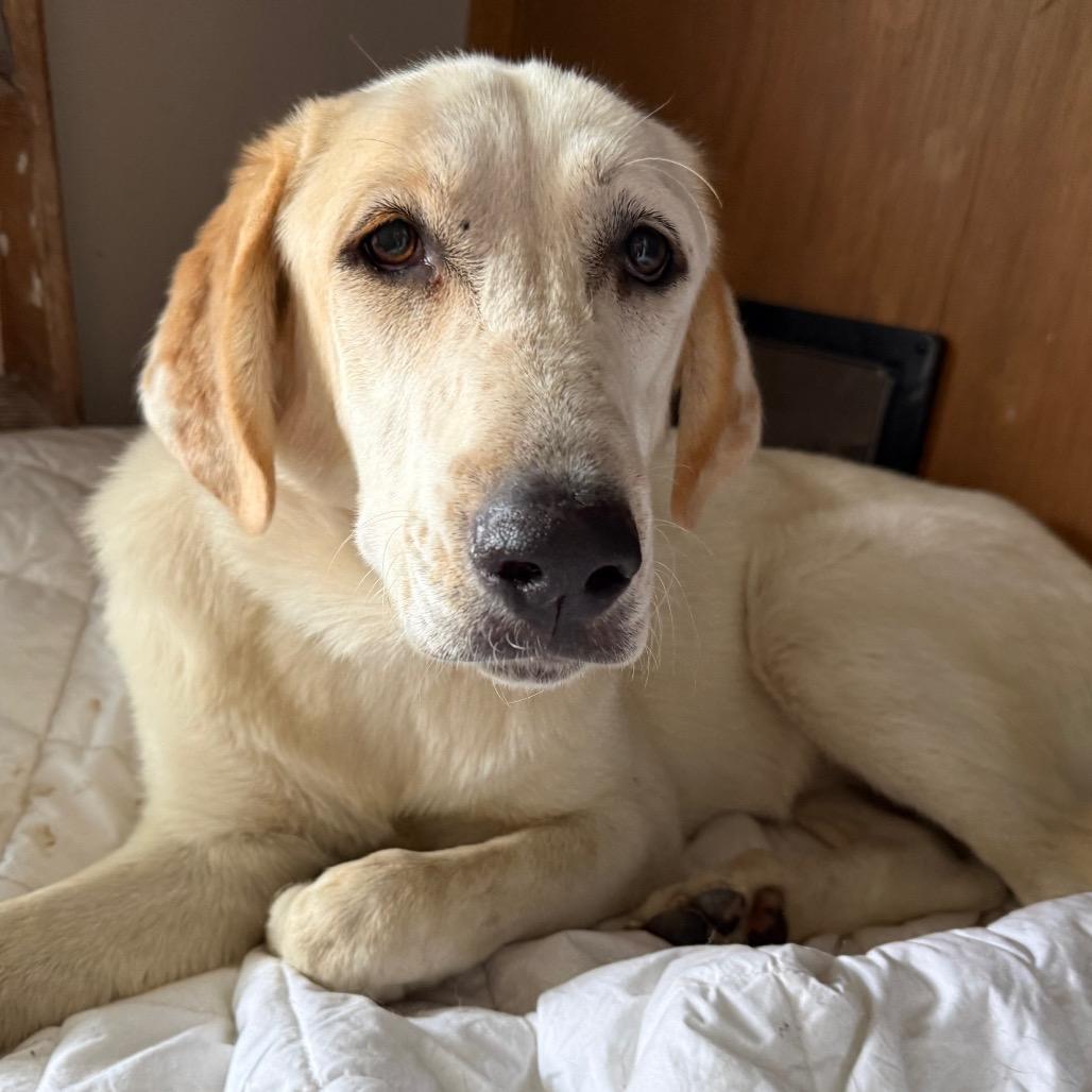 Enlarge Toffee $450, a Adoptable Great Pyrenees in Delafield, WI image 6/6