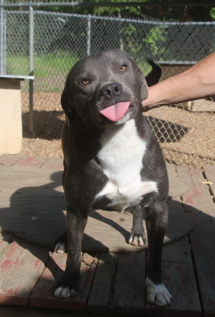 Baloo 26, Adoptable, Young Male Mixed Breed.