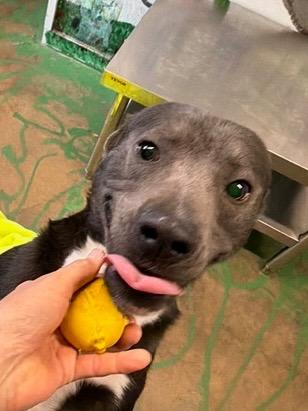 Enlarge Baloo 26, a Adoptable mixed breed in Brookhaven, MS image 2/4
