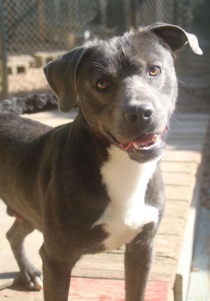 Enlarge Baloo 26, a Adoptable mixed breed in Brookhaven, MS image 4/4