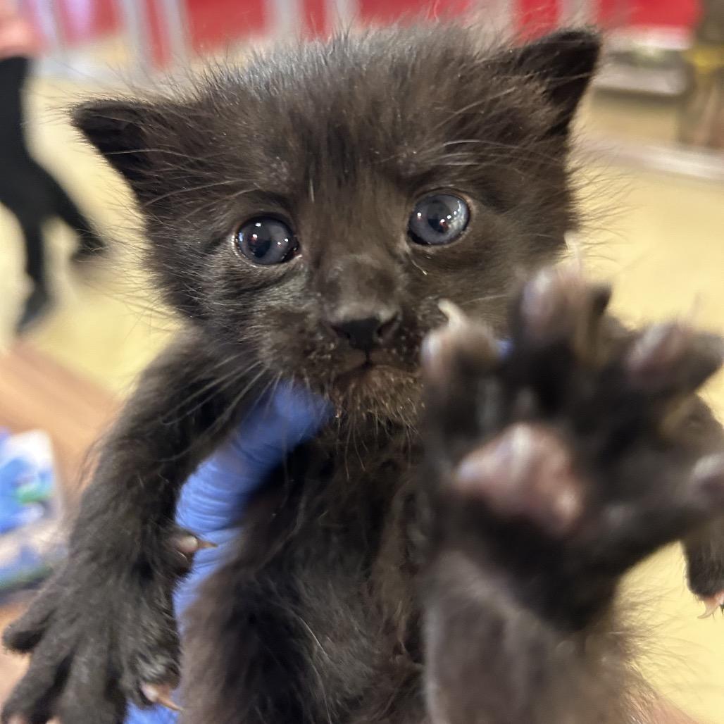 Koichi, Adoptable, Kitten Male Domestic Medium Hair.