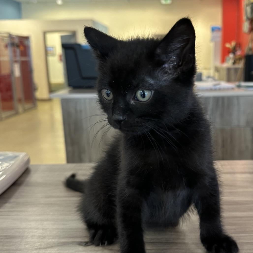 Koichi, a Adoptable Domestic Medium Hair in Park City, UT image 2/2