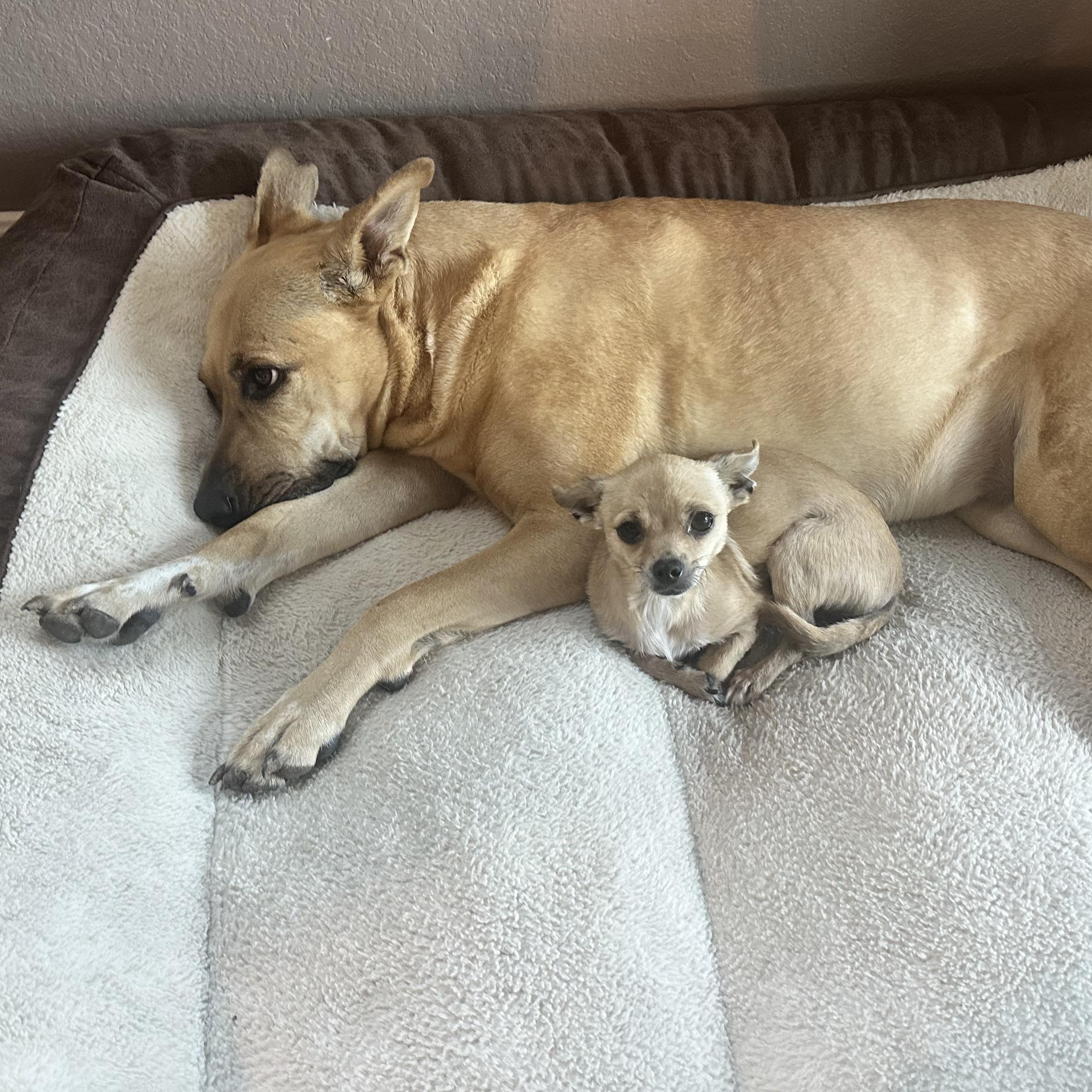 Richard Theodore Cheese, a Adoptable Chihuahua in Austin, TX image 3/6