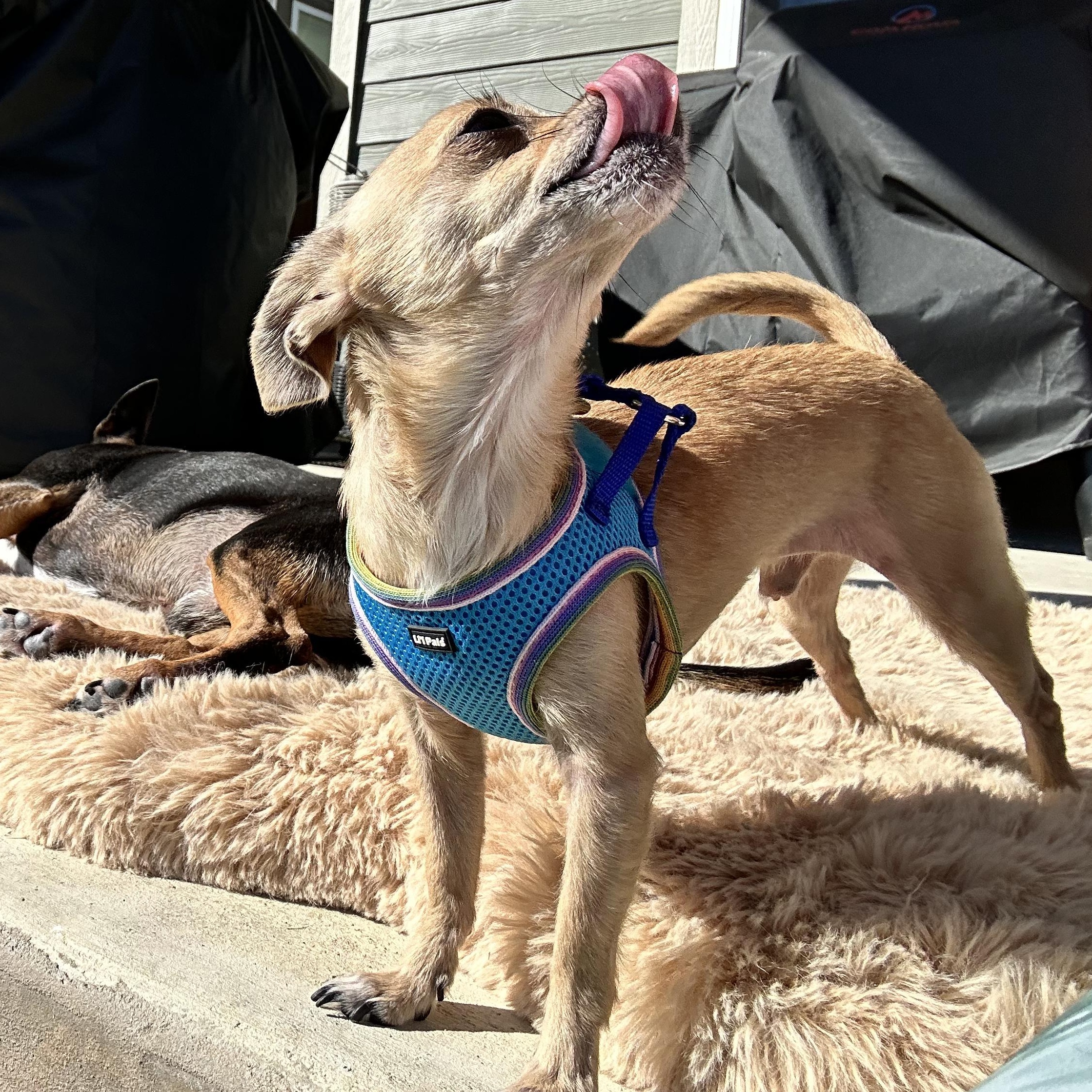 Richard Theodore Cheese, a Adoptable Chihuahua in Austin, TX image 6/6