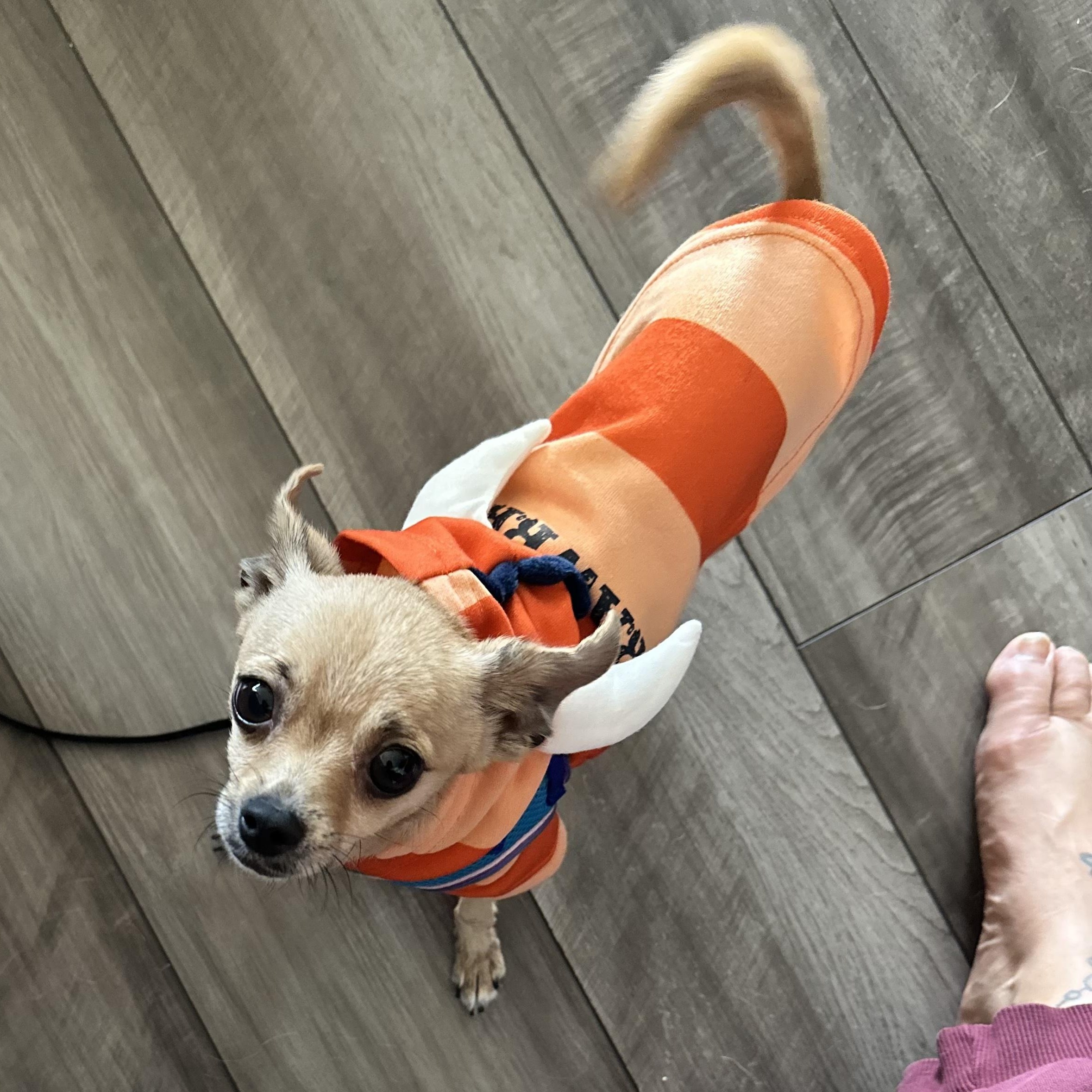 Richard Theodore Cheese, a Adoptable Chihuahua in Austin, TX image 1/6